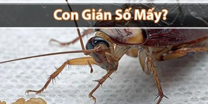 Ý nghĩa chiêm bao gặp gián