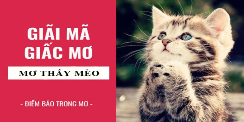 Mèo trắng xuất hiện trong mơ mang đến ý nghĩa quan trọng nào